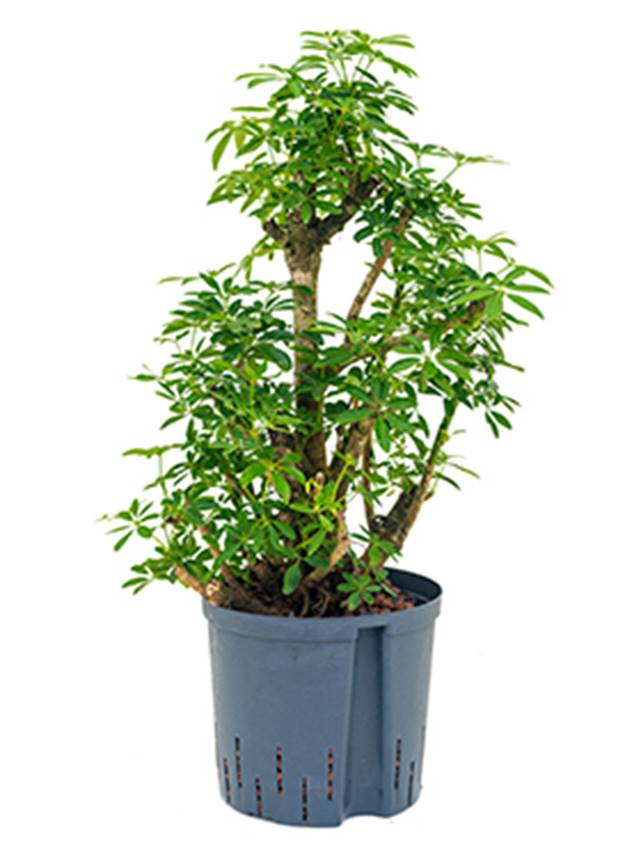 Schefflera arboricola 'Luseana' Image