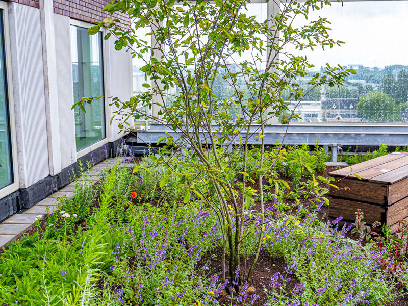 De planten op de Fibonacci daktuin in Amsterdam