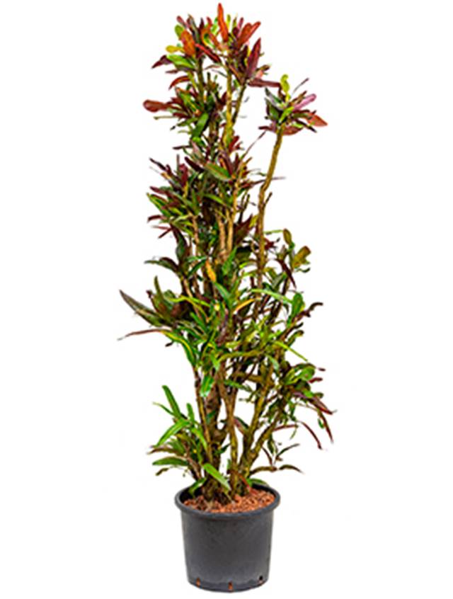 Croton (codiaeum) variegatum 'Mammi' Image