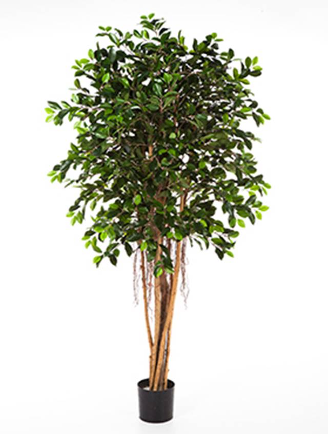 Ficus retusa Image