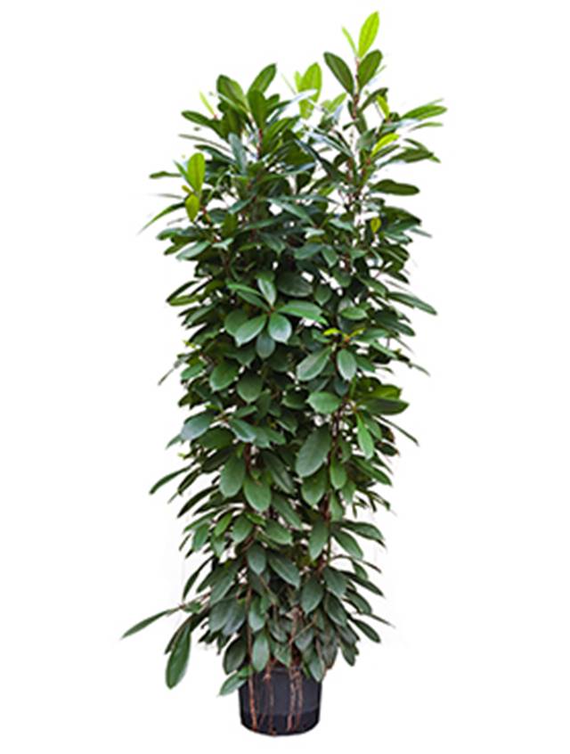 Ficus cyathistipula Image