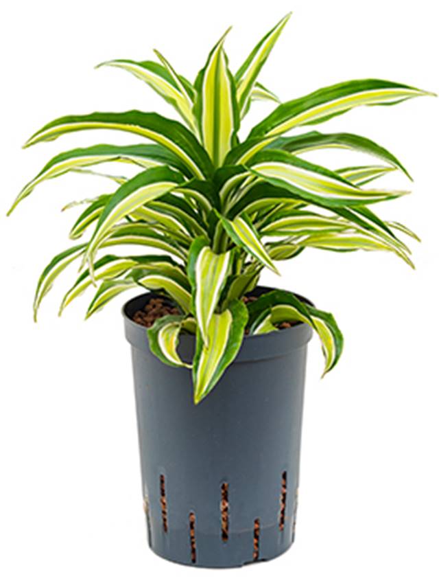 Dracaena fragrans 'Malaika' Image