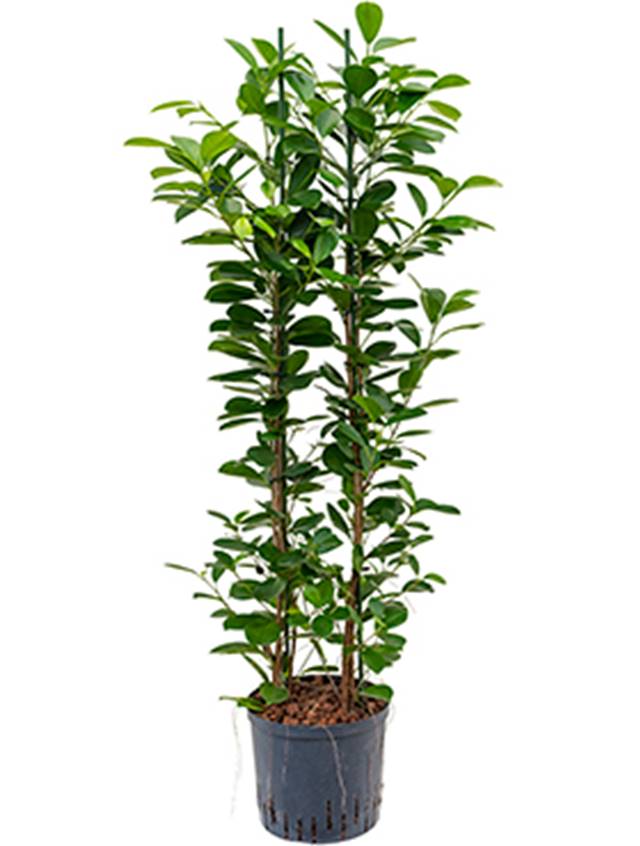 Ficus microcarpa 'Moclame' Image