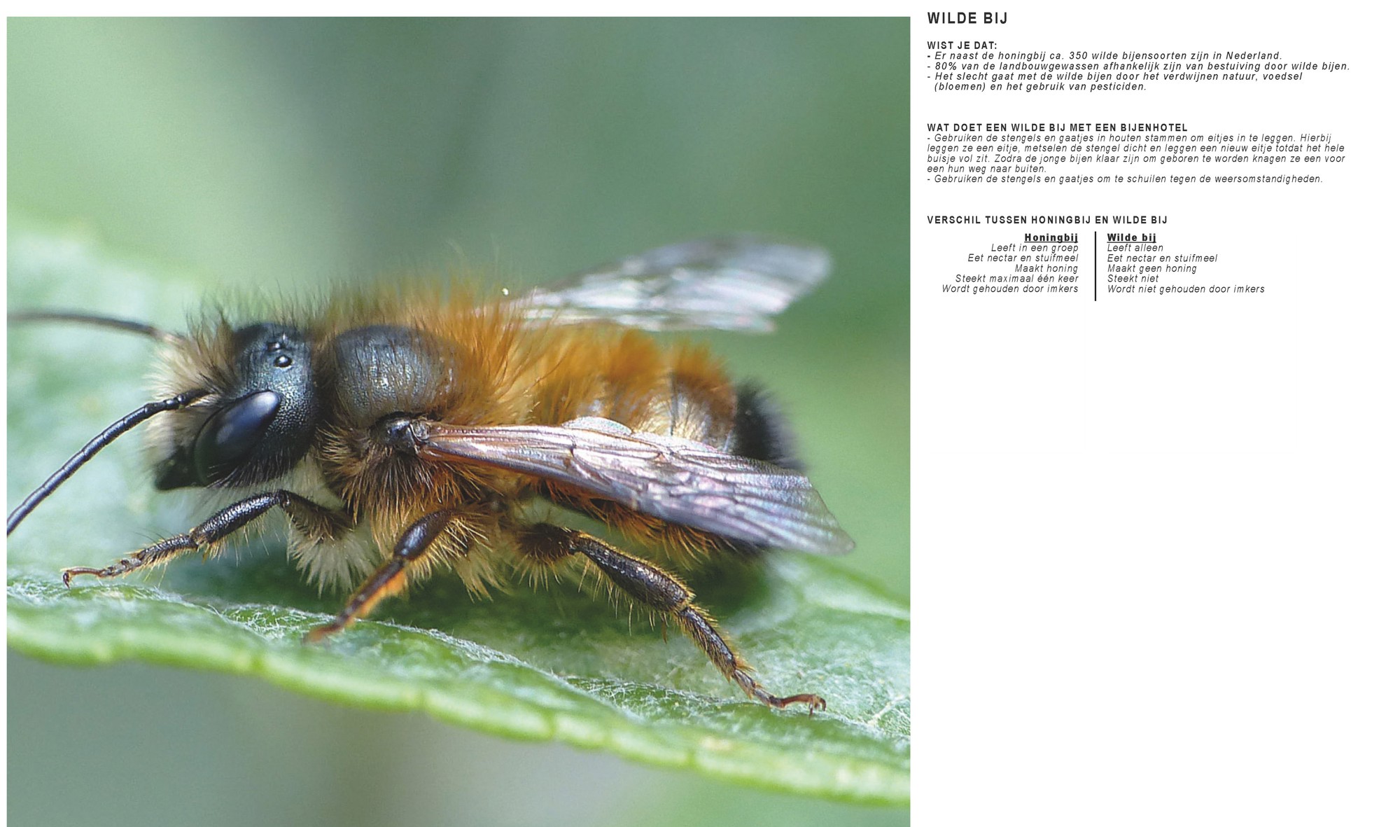 250061 DO ONT 01 Infosite BIODIVERSITEIT