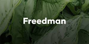Freedman