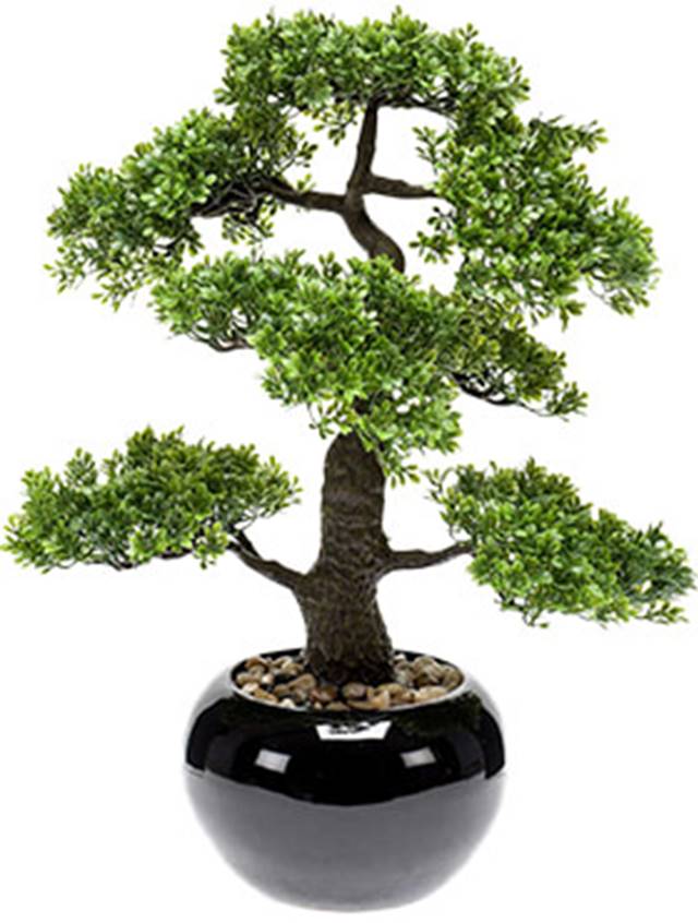 Ficus bonsai Image