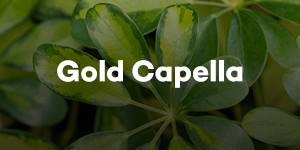 Gold Capella
