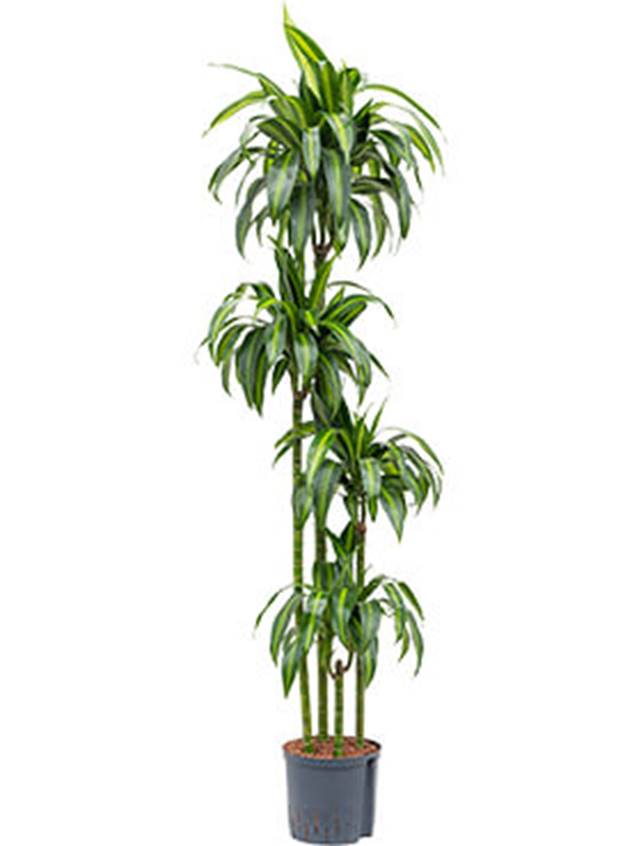 Dracaena fragrans 'Hawaiian Sunshine' Image