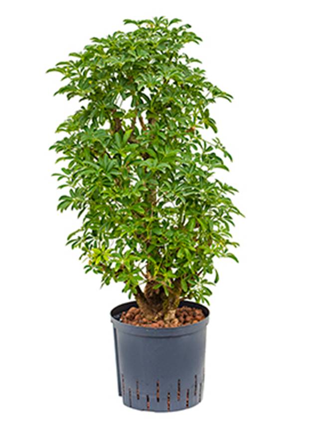 Schefflera arboricola 'Luseana' Image