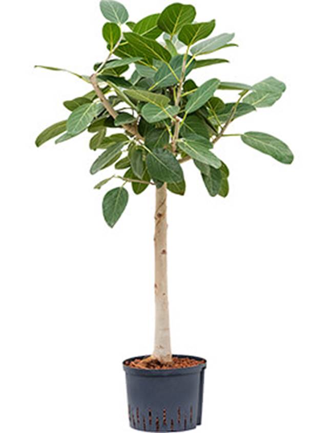 Ficus benghalensis 'Audrey' Image