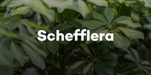 Schefflera