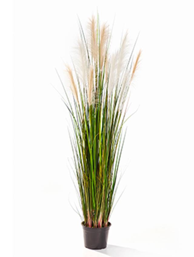 Grass Reed Image
