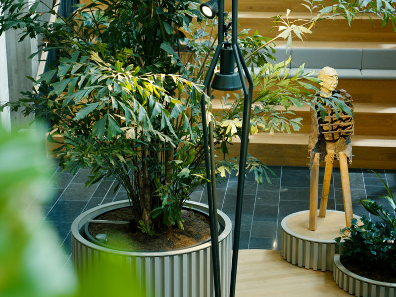medewerker van donker groen meet boom op in nieuwe groeiplaats
