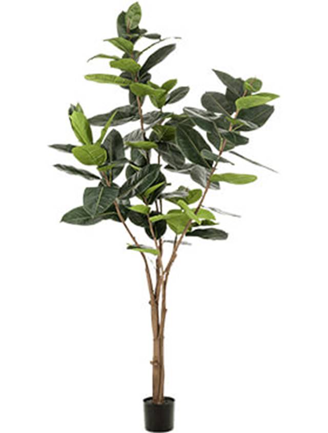 Ficus elastica Image