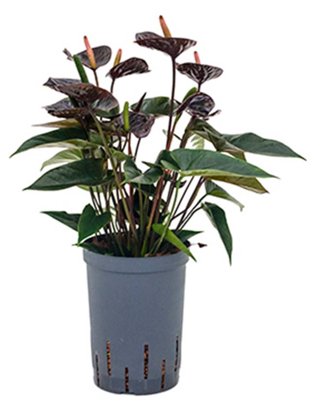 Anthurium andraeanum 'Black' Image