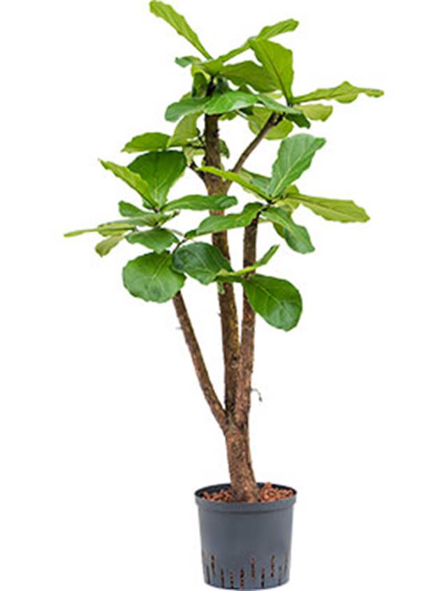 Ficus lyrata Image
