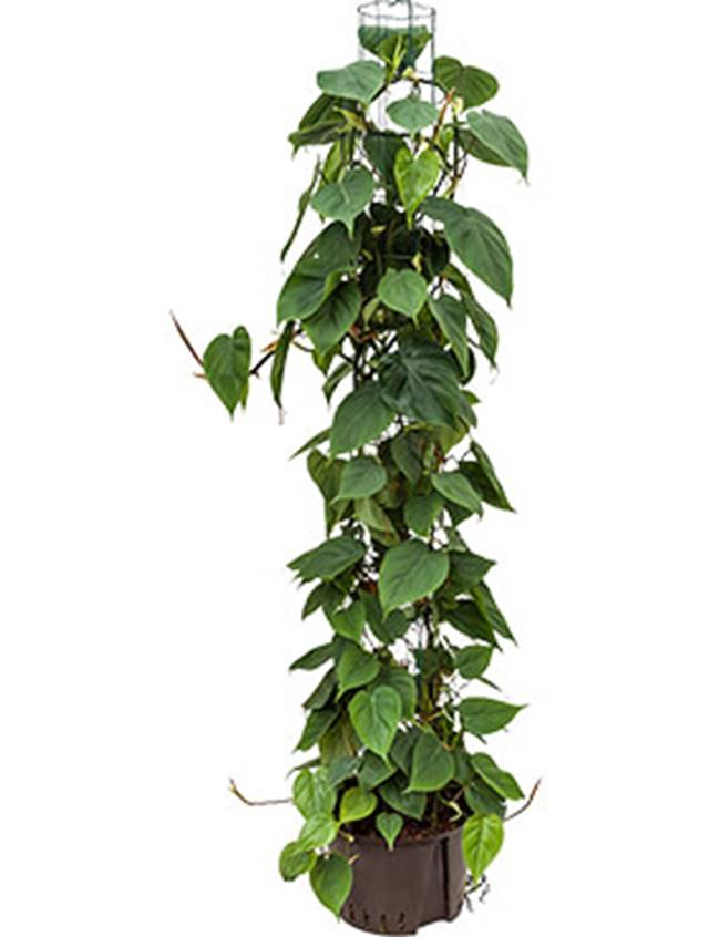 Philodendron scandens Image