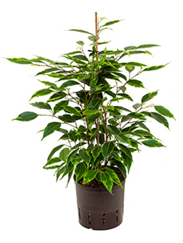 Ficus benjamina 'Anastasia' Image