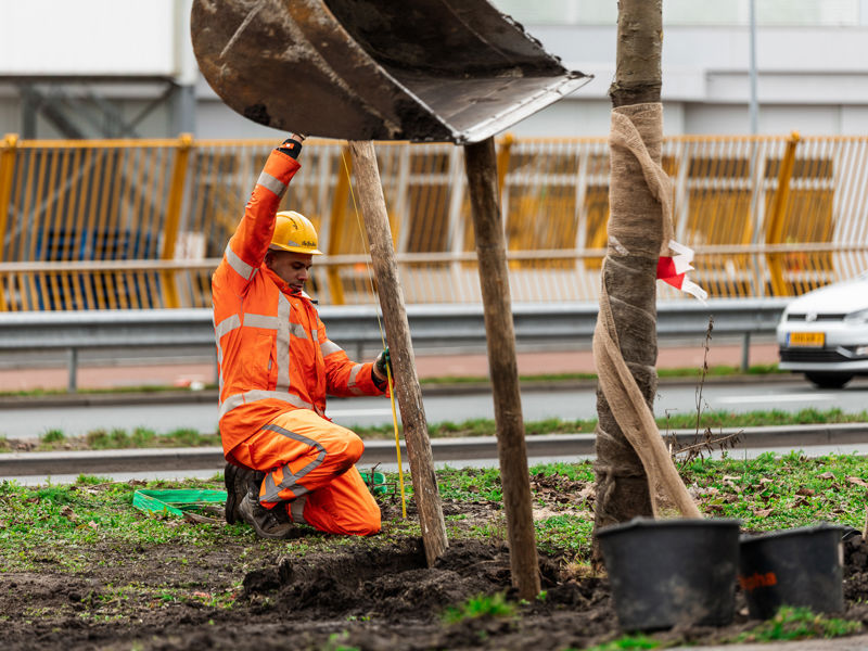 medewerker van donker groen meet boom op in nieuwe groeiplaats
