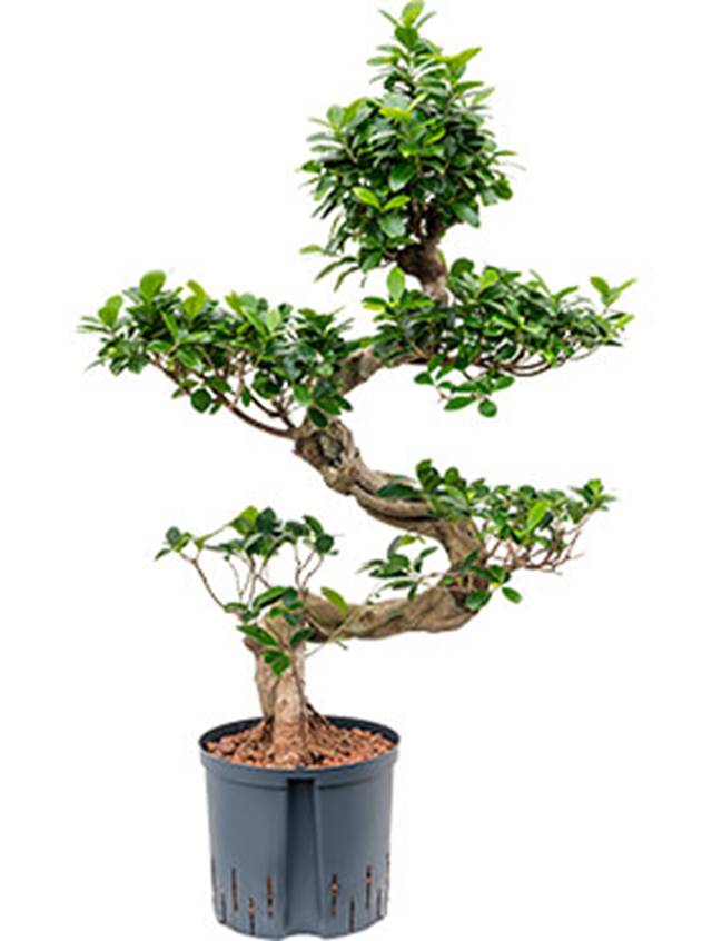 Ficus microcarpa 'Compacta' Image