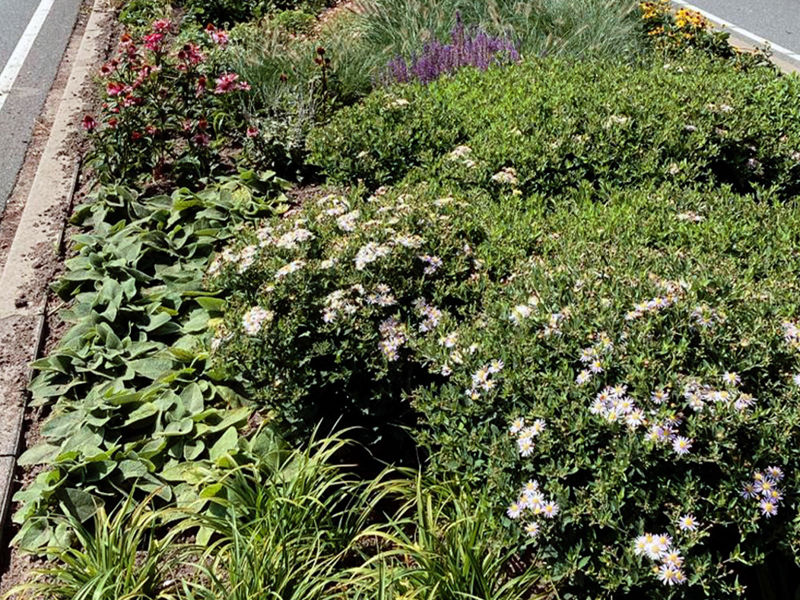 Royal Floraholland Aanleg (4)