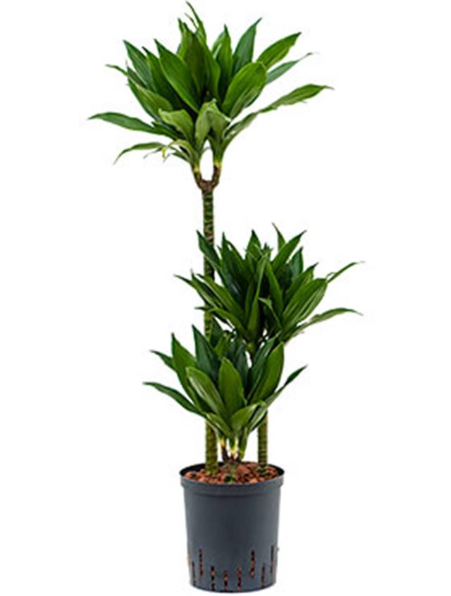 Dracaena fragrans 'Green jewel' Image