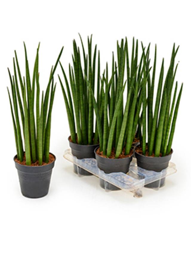 Sansevieria cylindrica 'Spikes' 4/tray Image