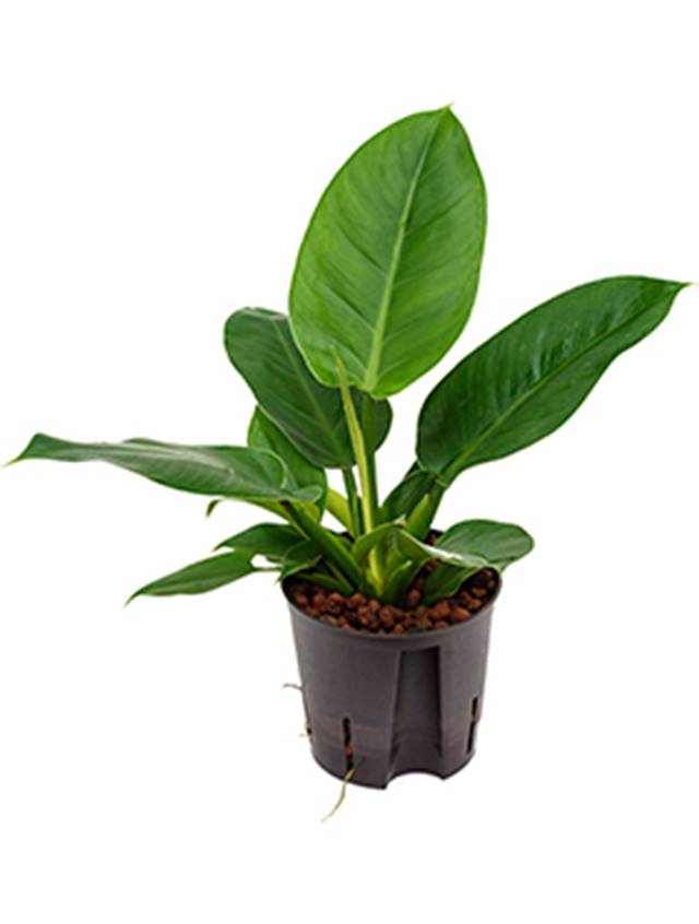 Philodendron 'Imperial green' Image