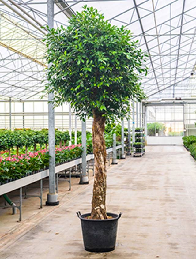 Ficus nitida Image