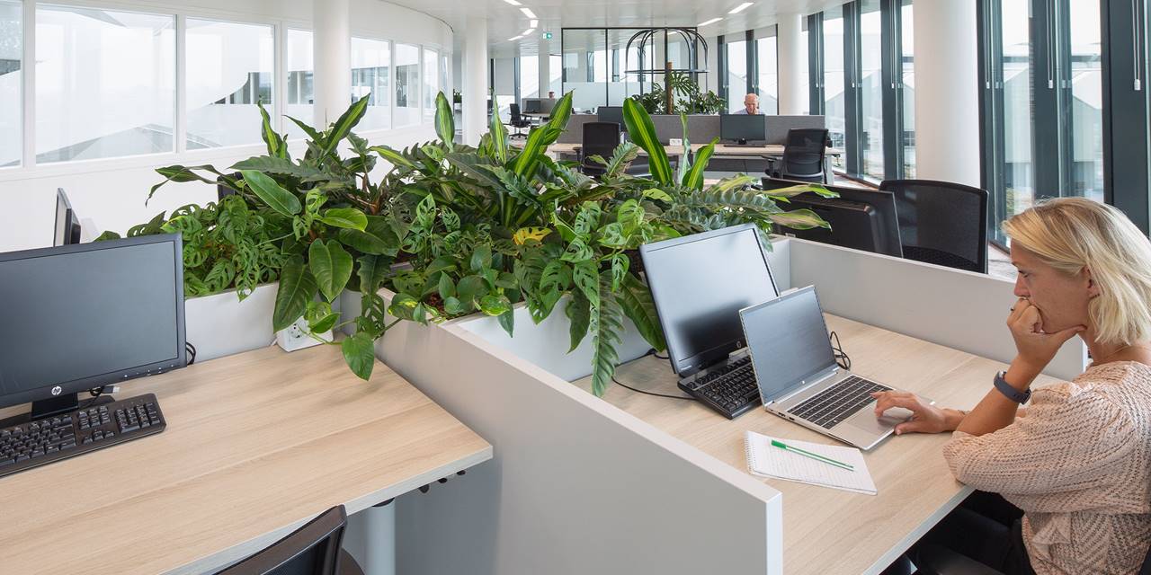 Royal Floraholland, Aalsmeer - Wij brachten groen aan in dit kantoor met als achterliggende gedachte om de productiviteit te verhogen