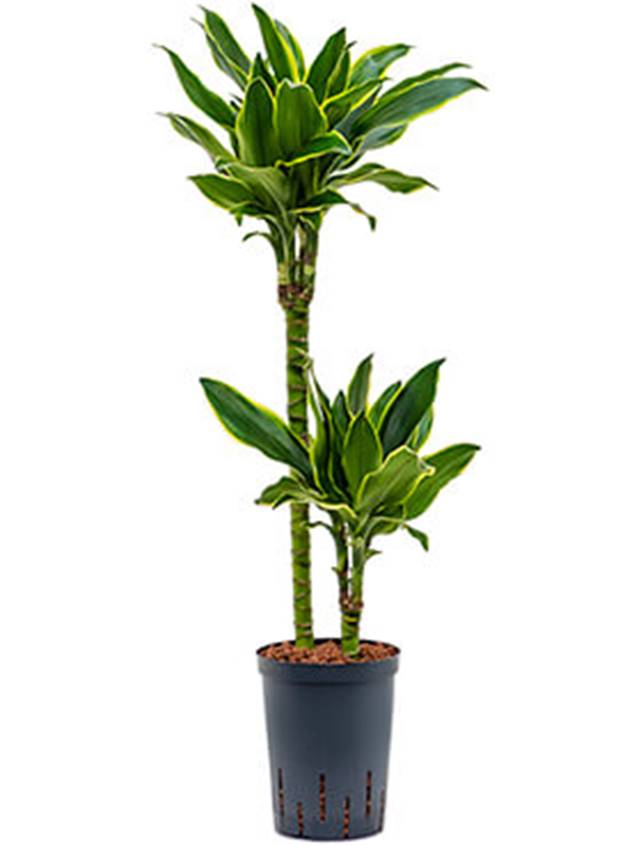 Dracaena fragrans 'Golden coast' Image