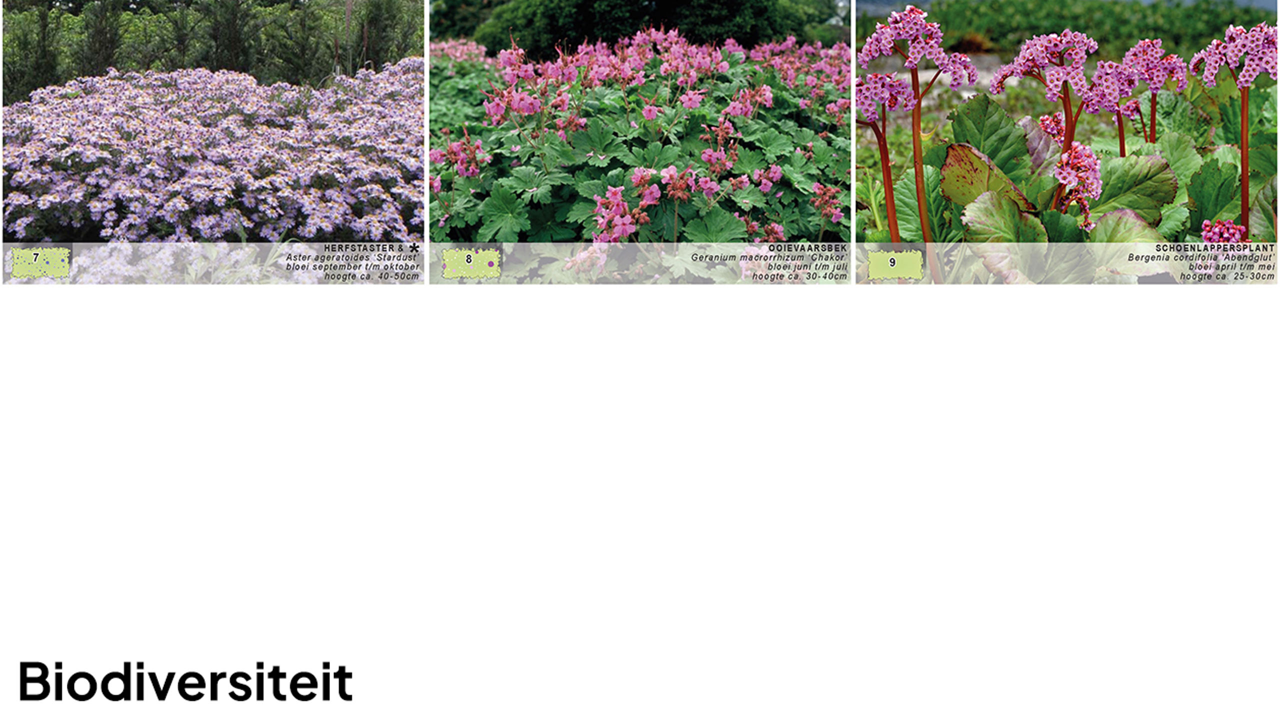 Donker Design Beplantingsplpan 01Ddd