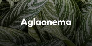 Aglaonema
