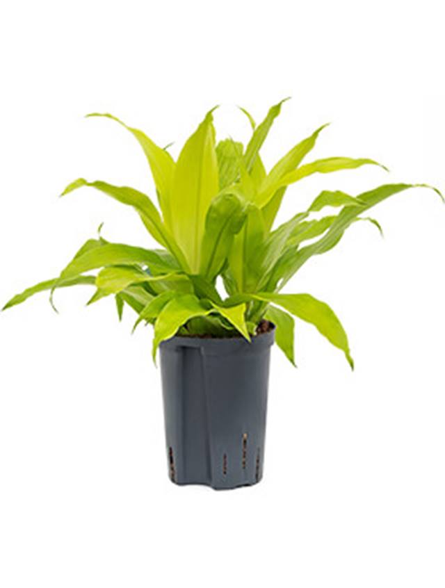 Dracaena fragrans 'Limelight' Image