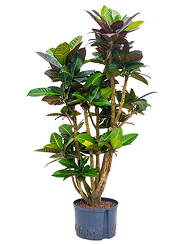 Croton (Codiaeum) variegatum 'Petra'' Image