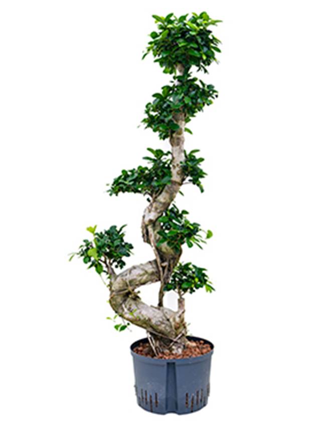 Ficus microcarpa 'Compacta' Image