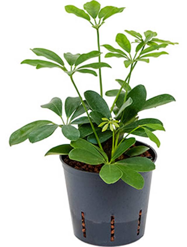 Schefflera arboricola 'Rainshade' Image