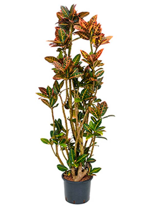 Croton (codiaeum) variegatum 'Petra' Image