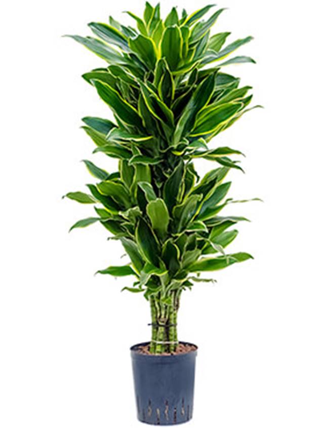 Dracaena fragrans 'Golden coast' Image