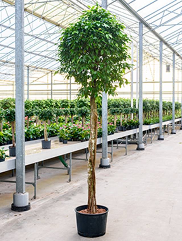Ficus benjamina 'Columnar' Image