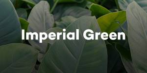 Imperial Green