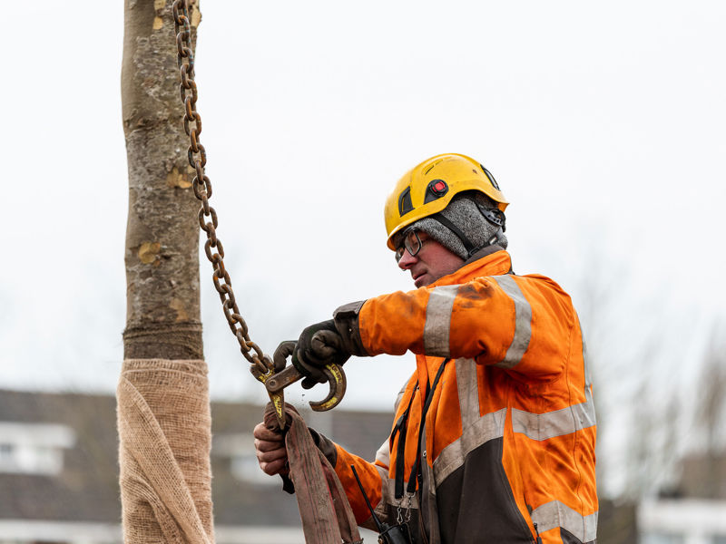 medewerker van donker groen bereid boom voor op verplanting