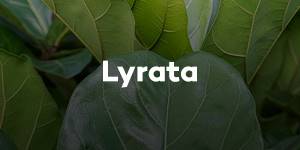 Lyrata