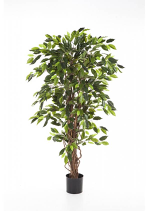 Ficus liana Image