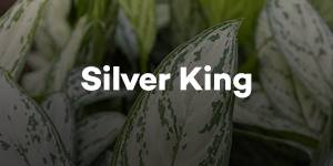 Silver King