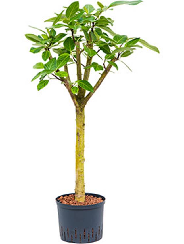 Ficus altissima Image