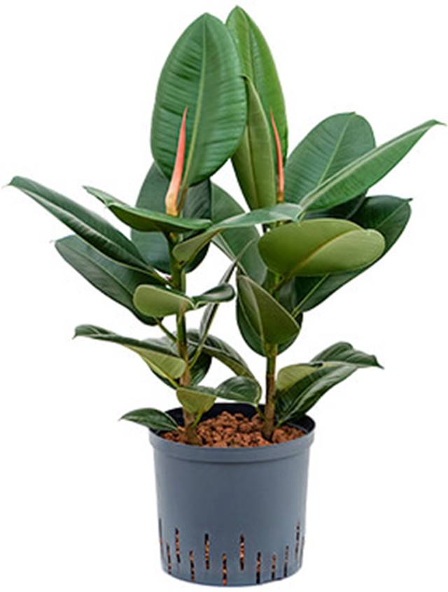 Ficus elastica 'Robusta' Image