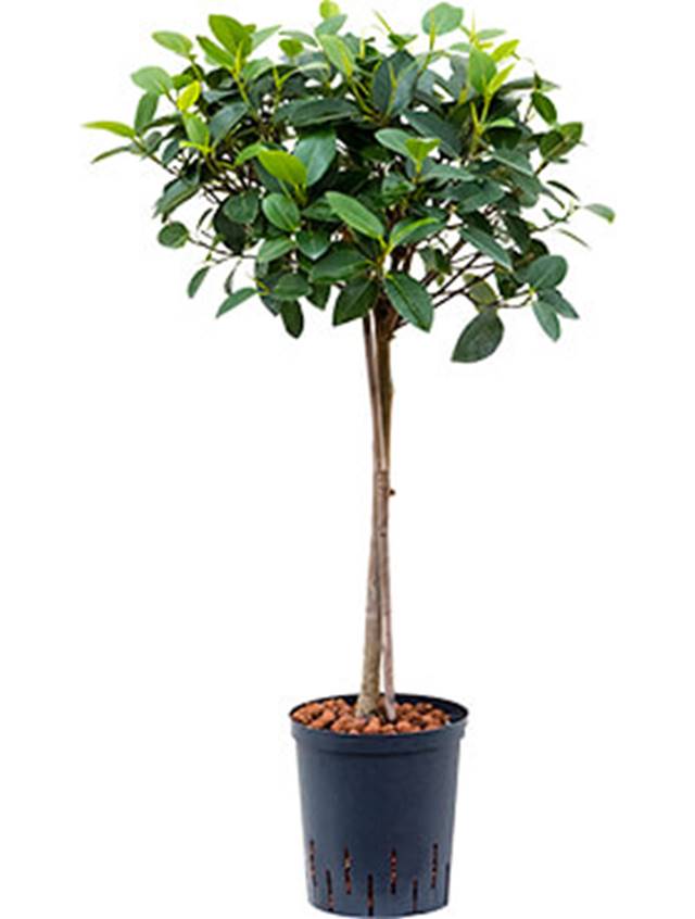 Ficus rubiginosa 'Australis' Image