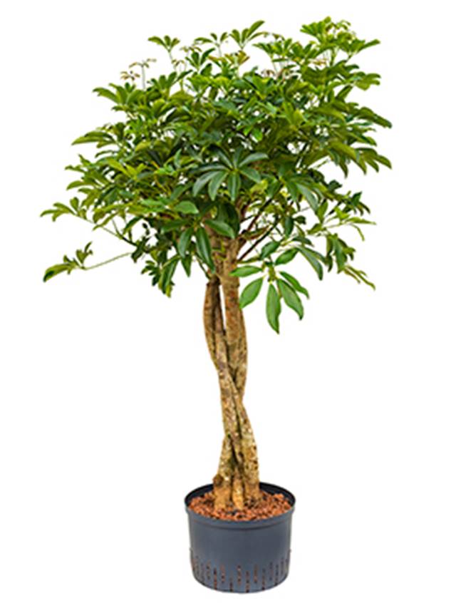 Schefflera arboricola 'Compacta' Image