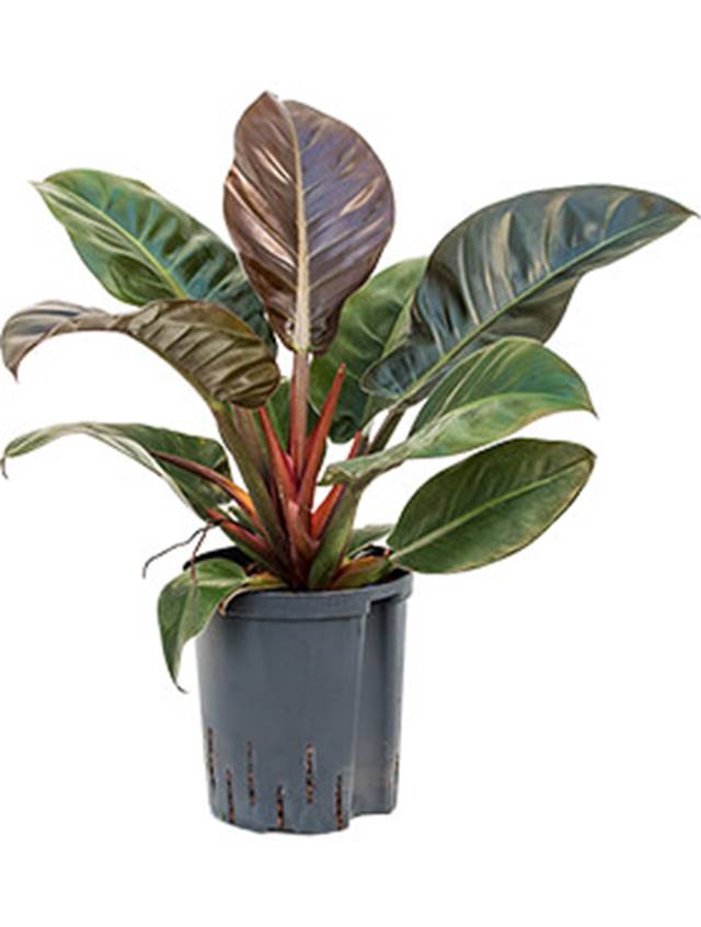 Philodendron 'Imperial Red' Image